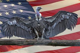 https://www.shutterstock.com/ Isolated vulture, buzzard on america star and stripes flag background